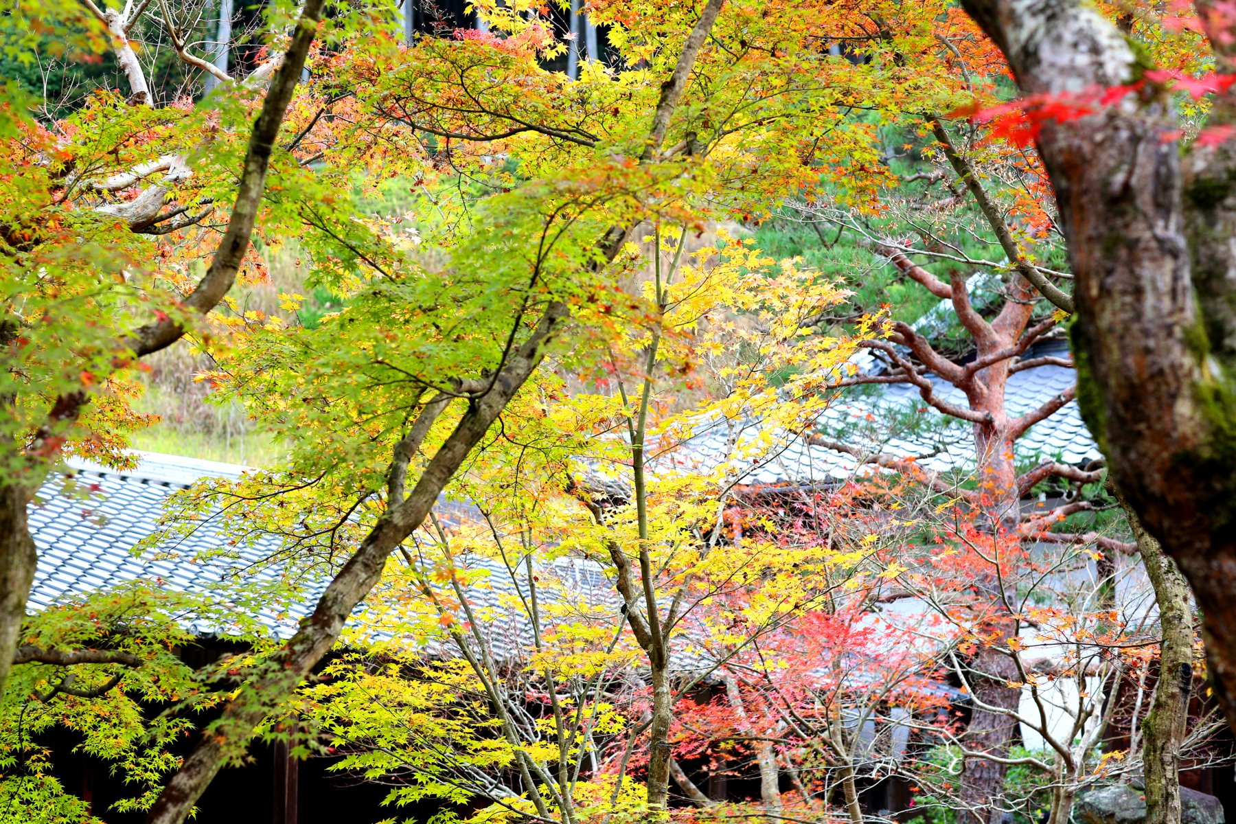 f:id:MAREOSIEV:20151220104055j:plain f:id:MAREOSIEV:20151220104055j:plain