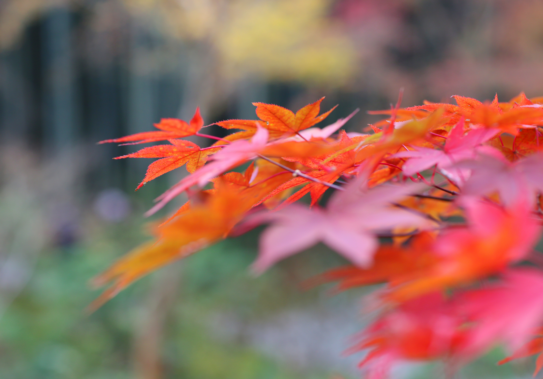f:id:MAREOSIEV:20151220104056j:plain f:id:MAREOSIEV:20151220104056j:plain