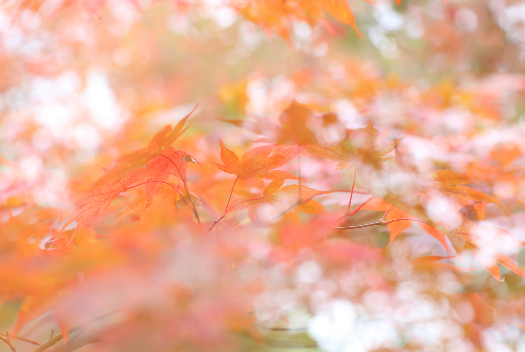 f:id:MAREOSIEV:20151220104057j:plain f:id:MAREOSIEV:20151220104057j:plain