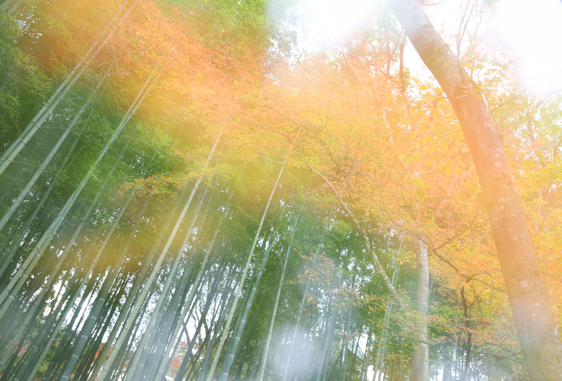 f:id:MAREOSIEV:20151220104101j:plain f:id:MAREOSIEV:20151220104101j:plain