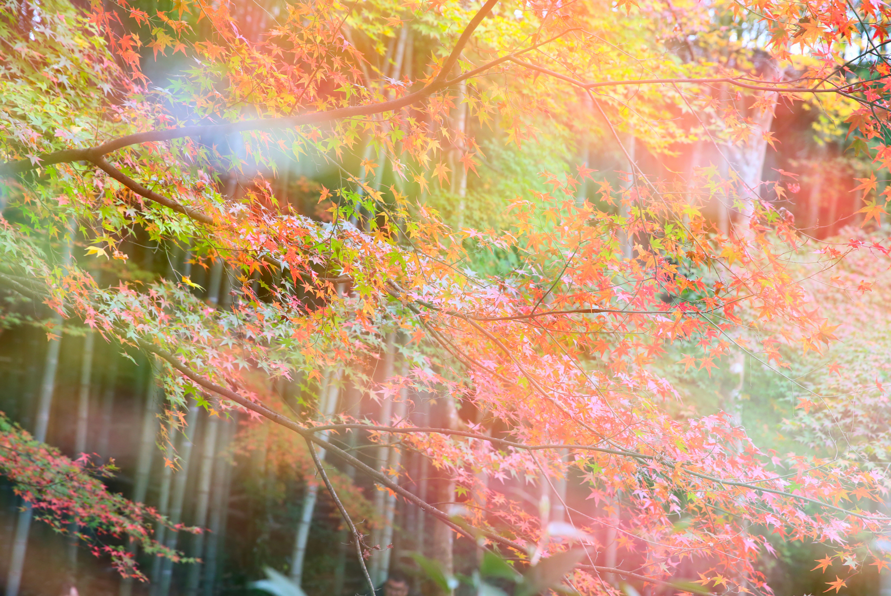 f:id:MAREOSIEV:20151220104102j:plain f:id:MAREOSIEV:20151220104102j:plain