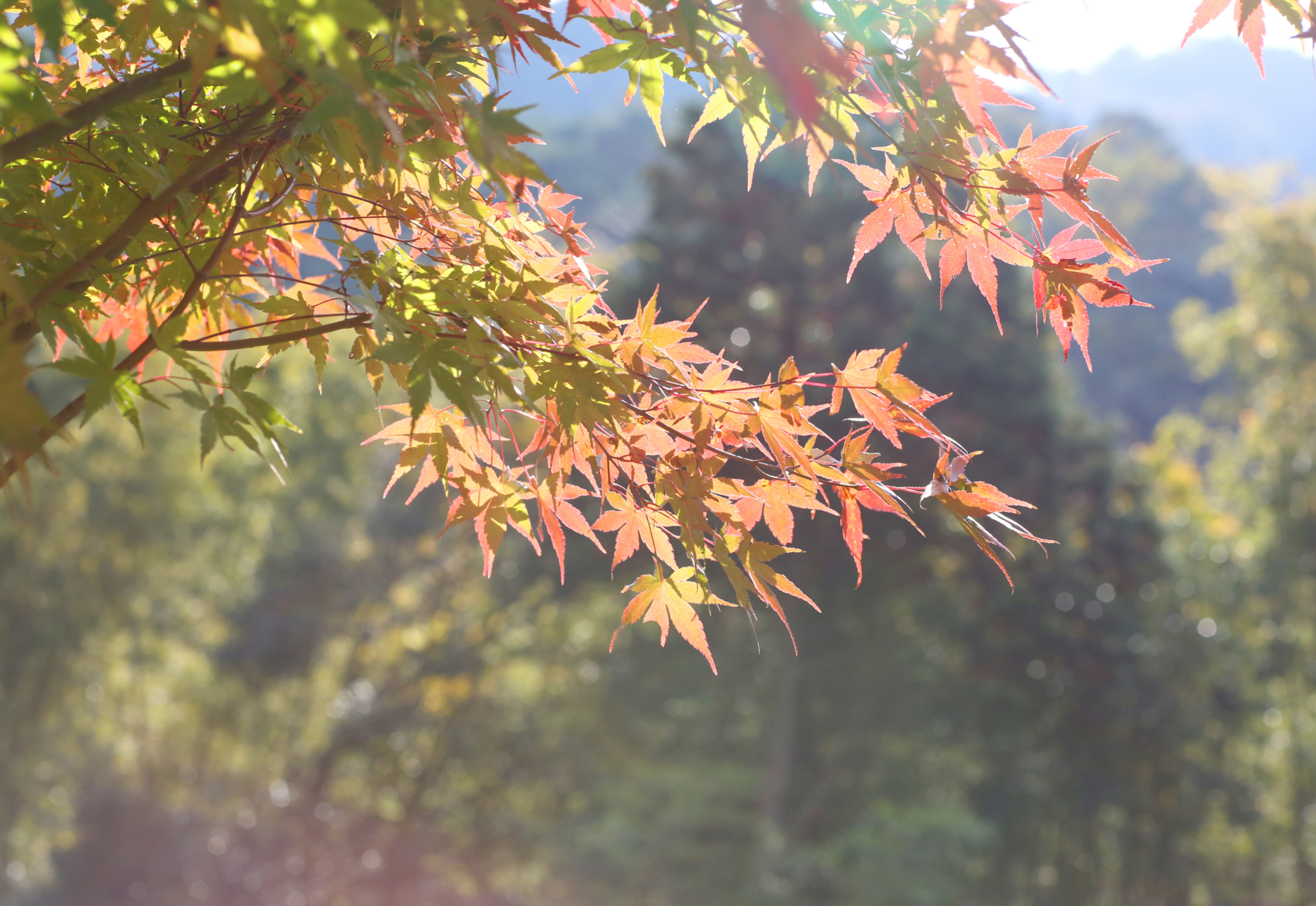 f:id:MAREOSIEV:20151220104106j:plain f:id:MAREOSIEV:20151220104106j:plain