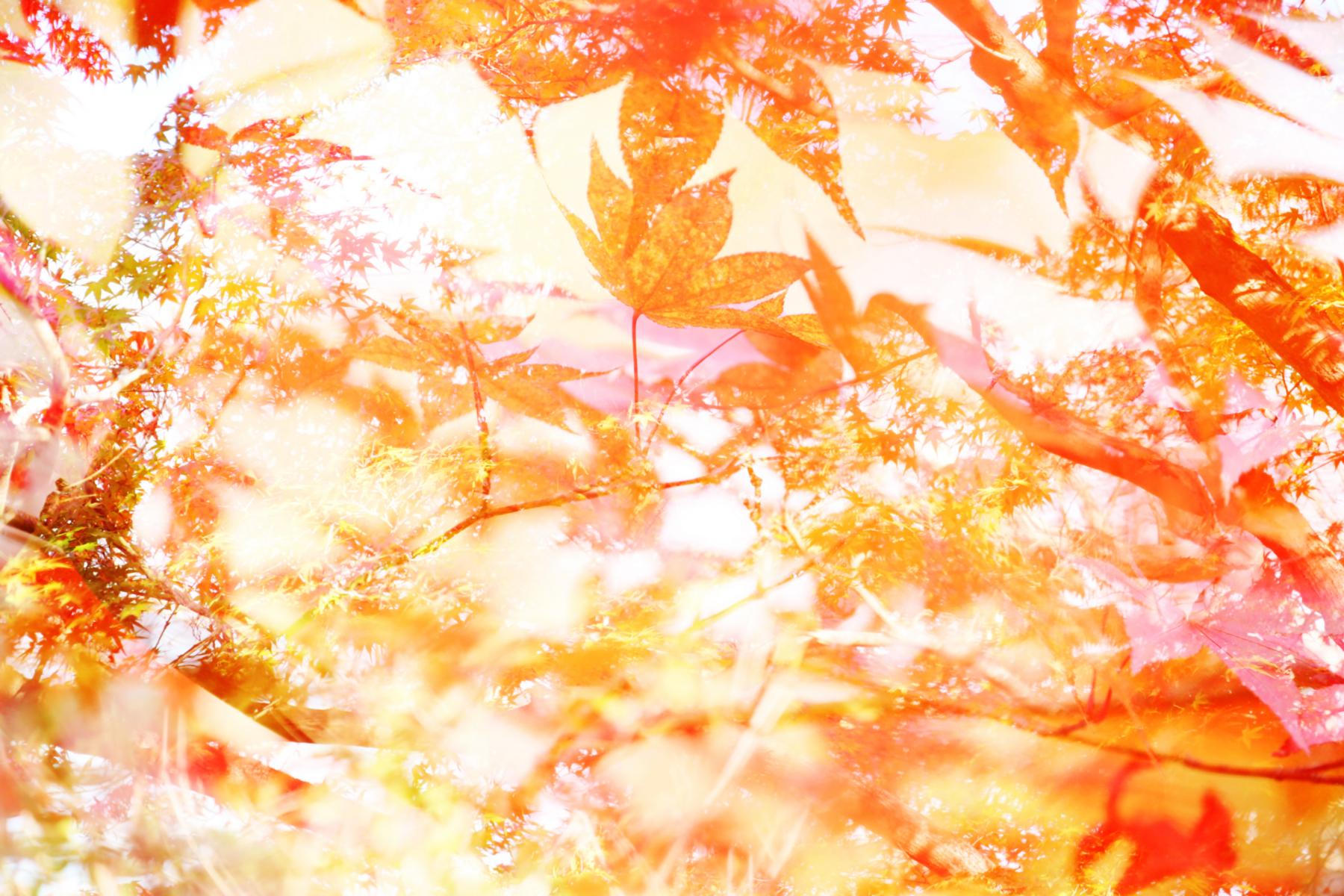 f:id:MAREOSIEV:20151220104109j:plain f:id:MAREOSIEV:20151220104109j:plain