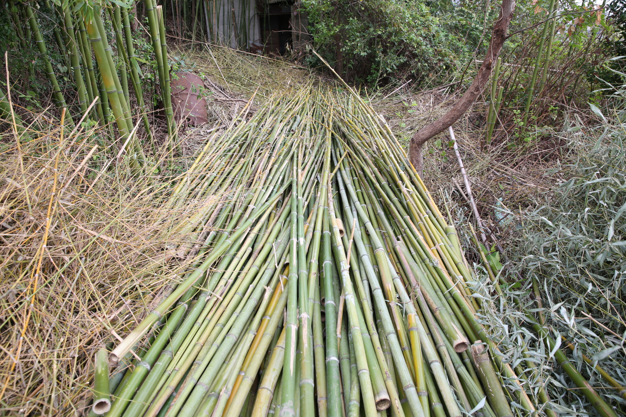 f:id:MAREOSIEV:20161010111134j:plain