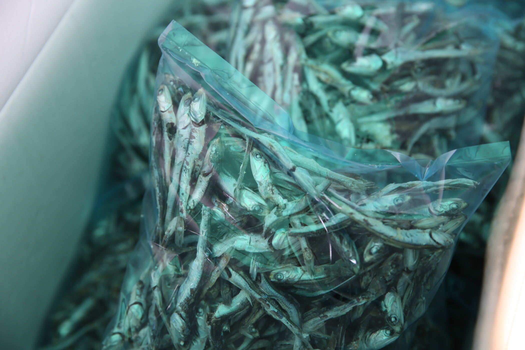 f:id:MAREOSIEV:20161010111256j:plain