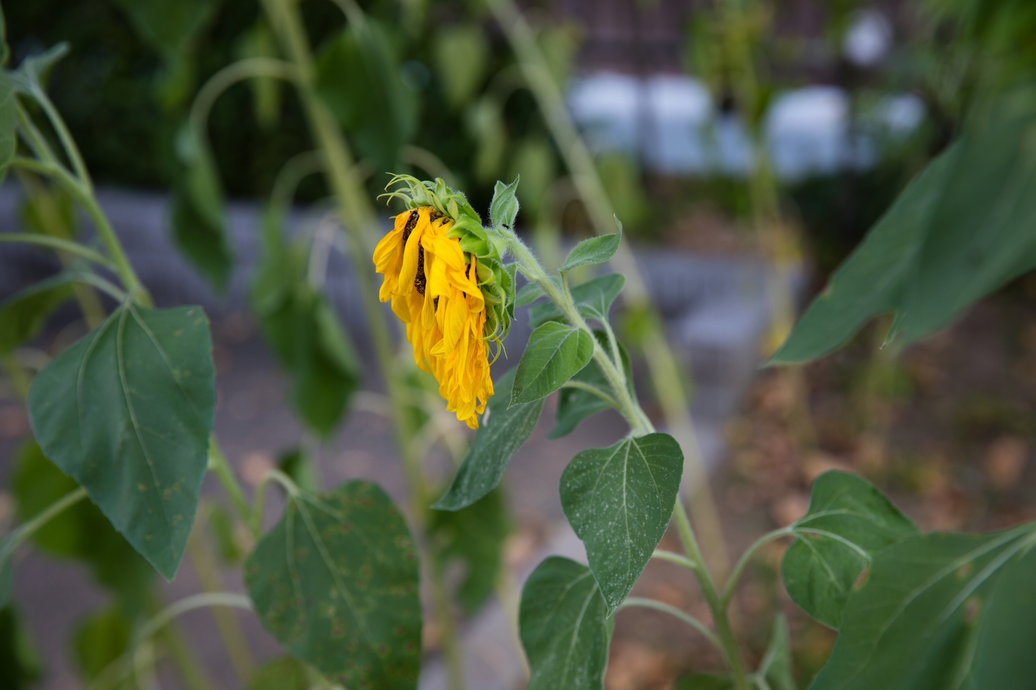 f:id:MAREOSIEV:20200821220656j:plain