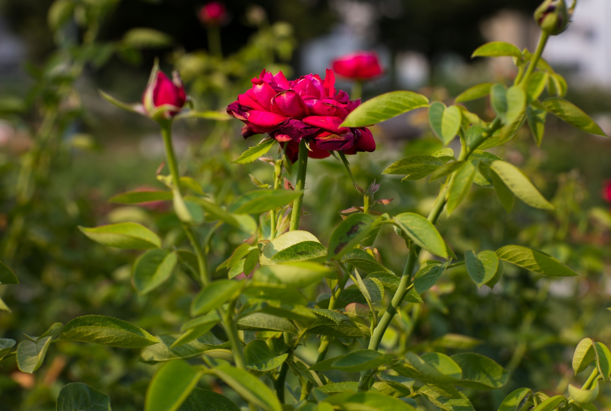 f:id:MAREOSIEV:20200821220826j:plain