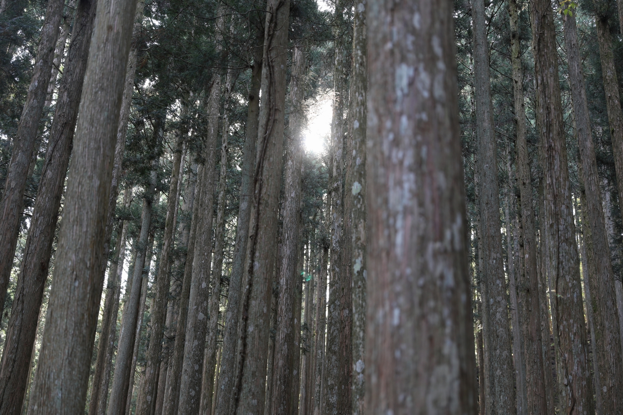 f:id:MAREOSIEV:20201103233022j:plain
