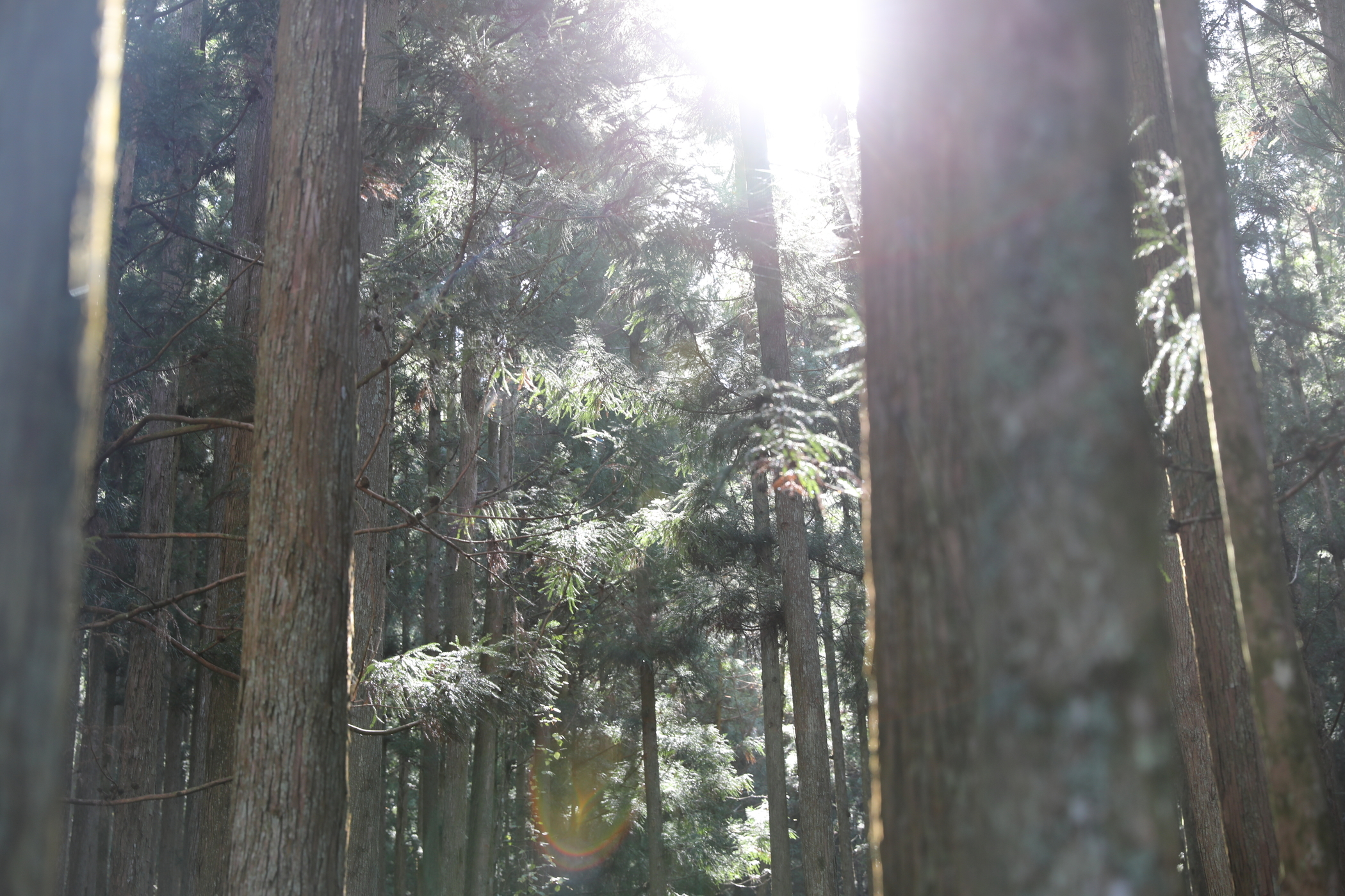 f:id:MAREOSIEV:20201103233224j:plain