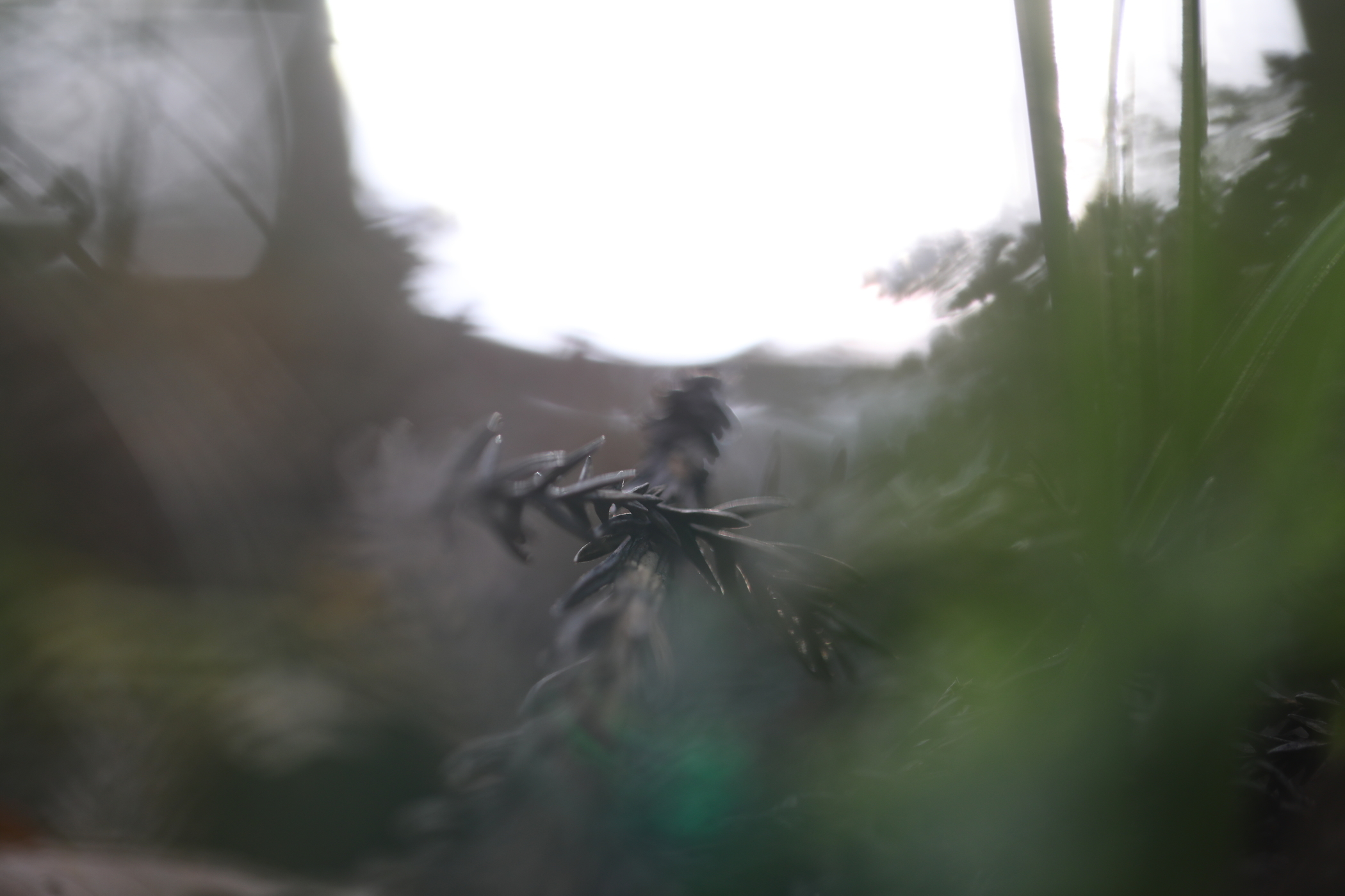 f:id:MAREOSIEV:20201103233821j:plain