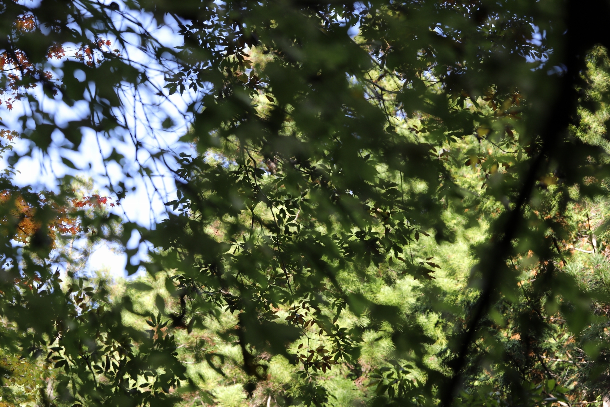 f:id:MAREOSIEV:20201103233915j:plain