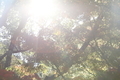 20201115090546