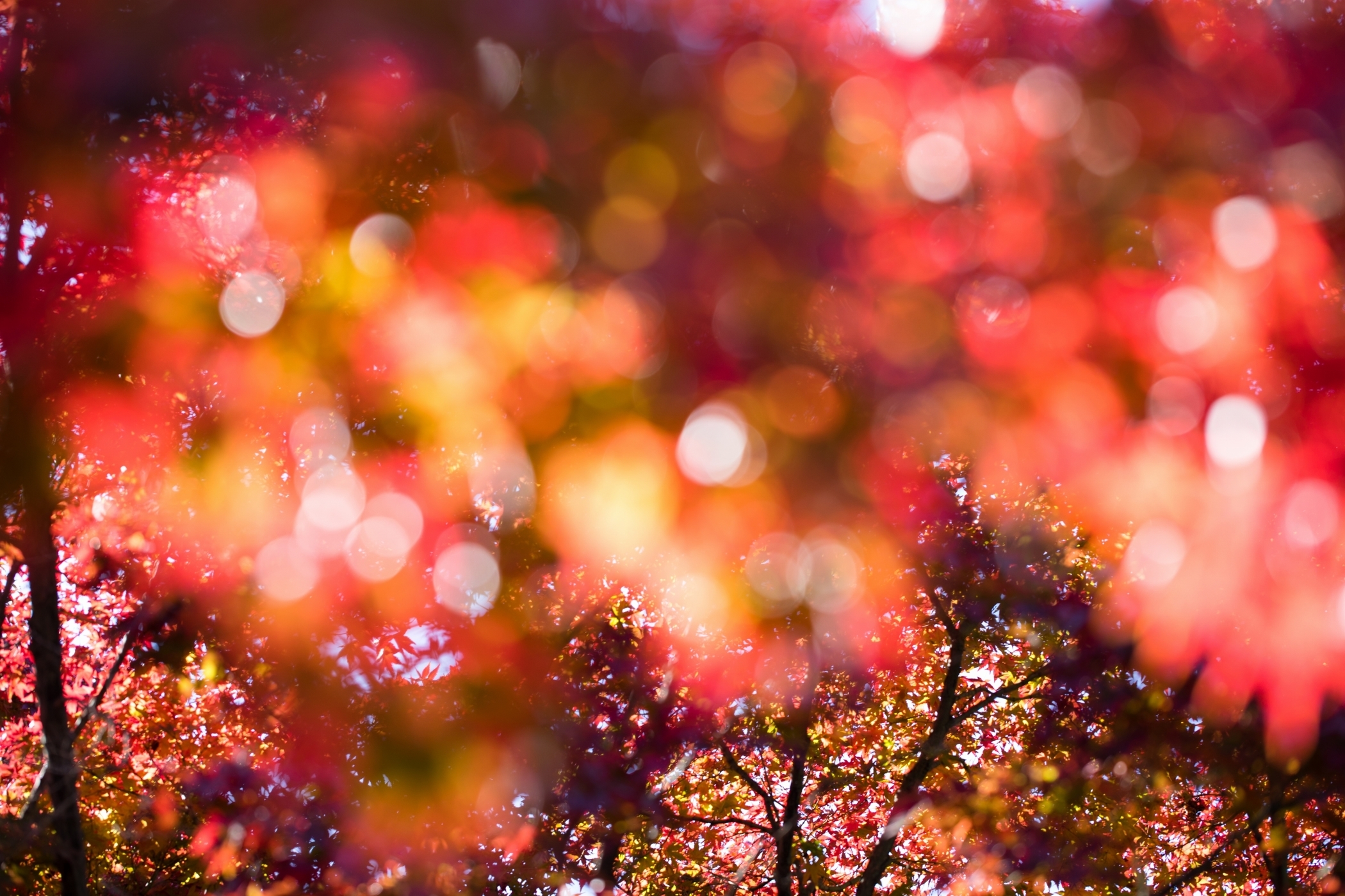f:id:MAREOSIEV:20201115090915j:plain