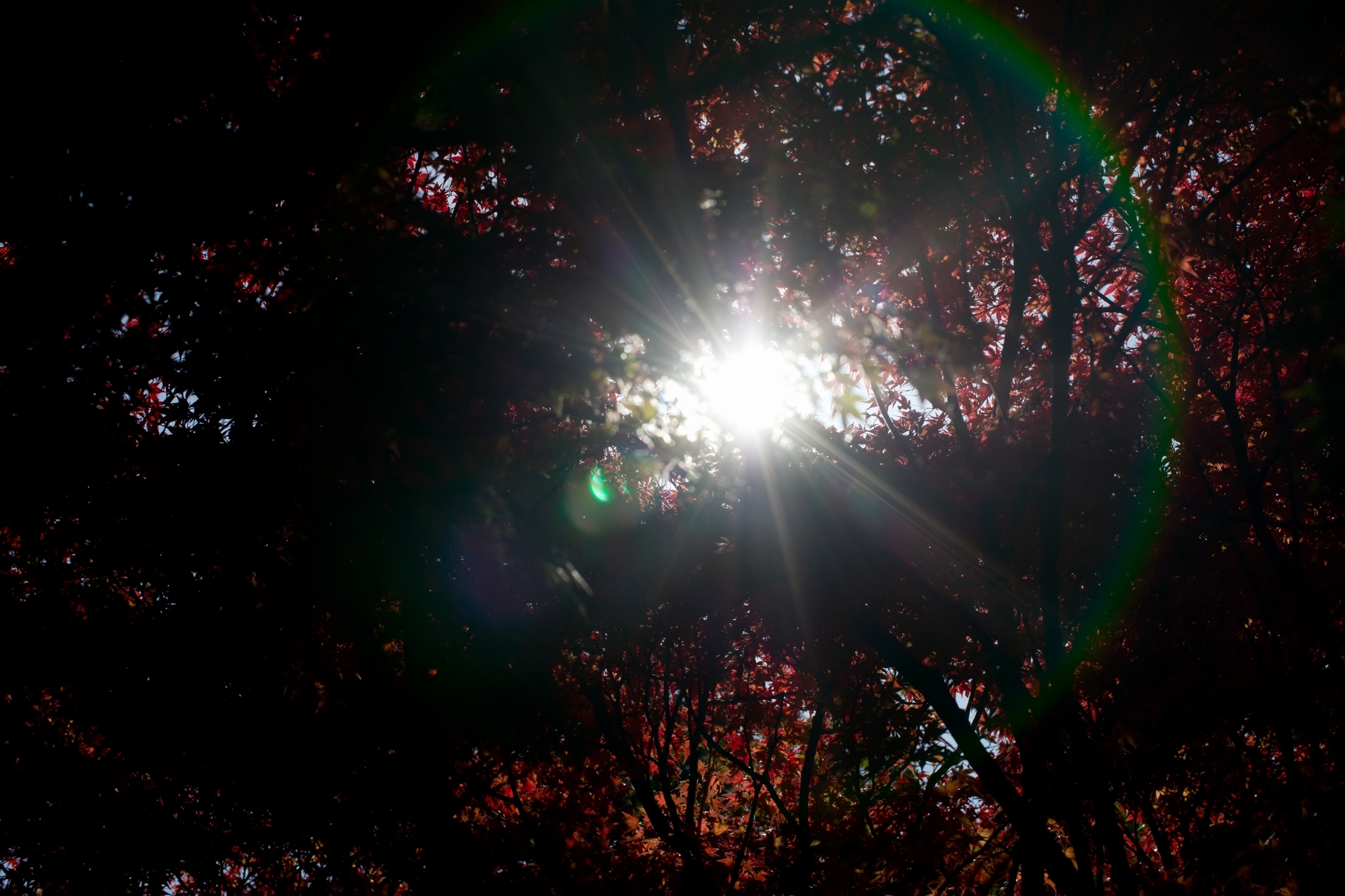 f:id:MAREOSIEV:20201115090926j:plain