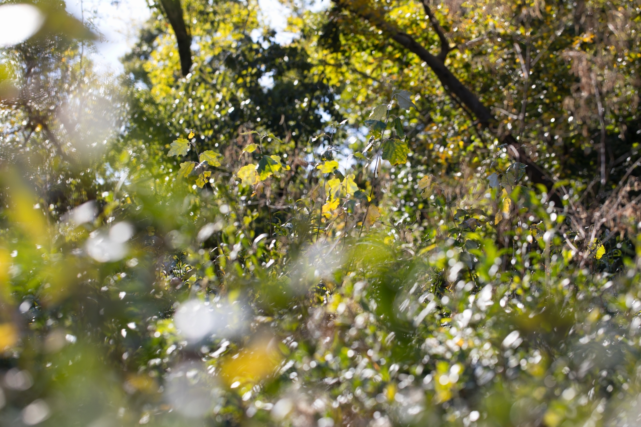 f:id:MAREOSIEV:20201115090951j:plain