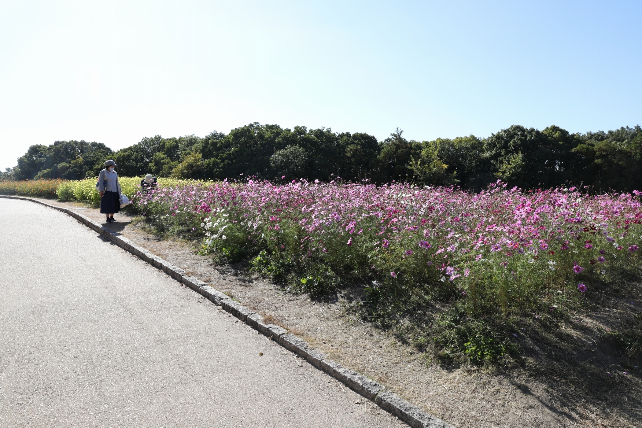 f:id:MAREOSIEV:20201115091129j:plain
