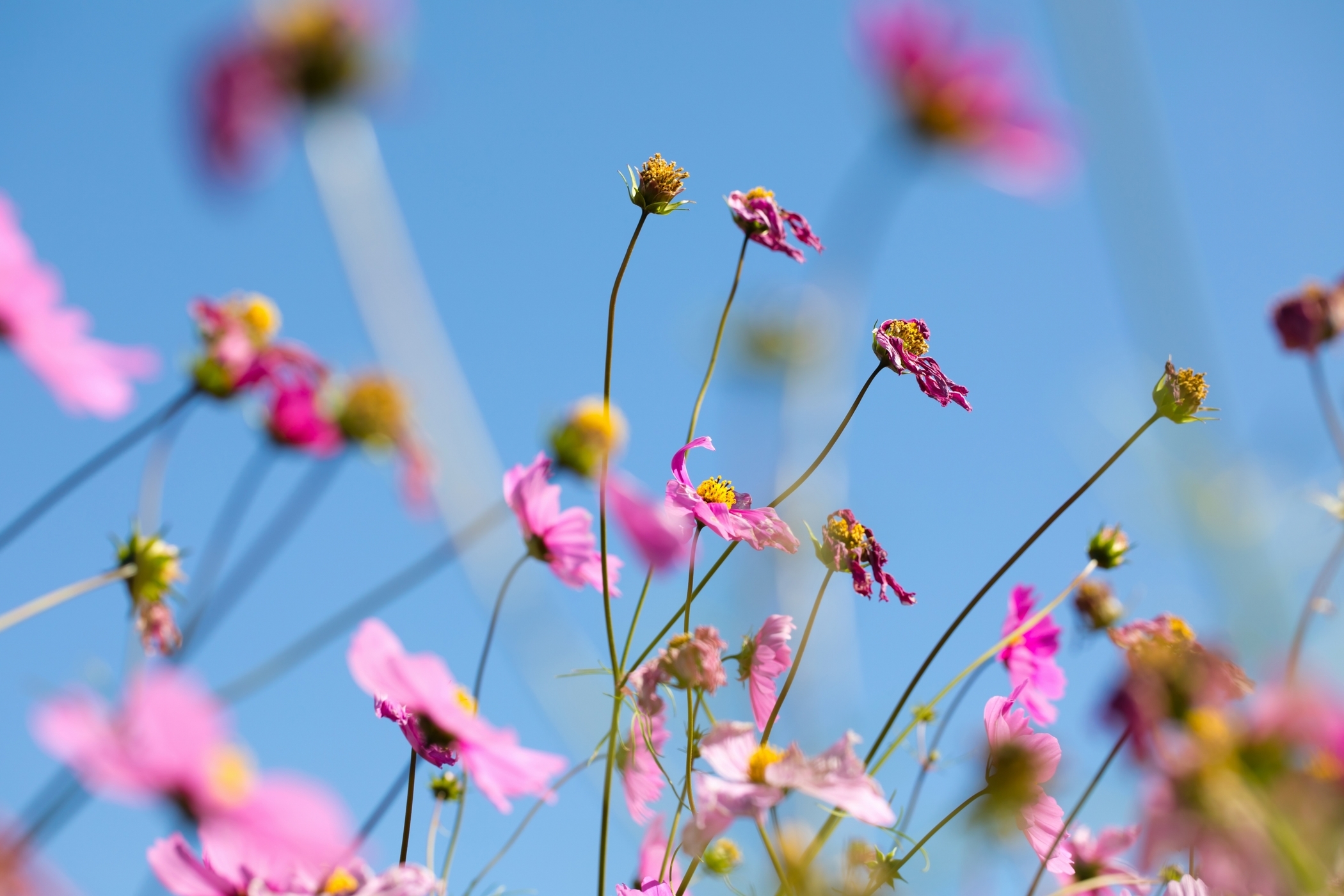 f:id:MAREOSIEV:20201115091723j:plain