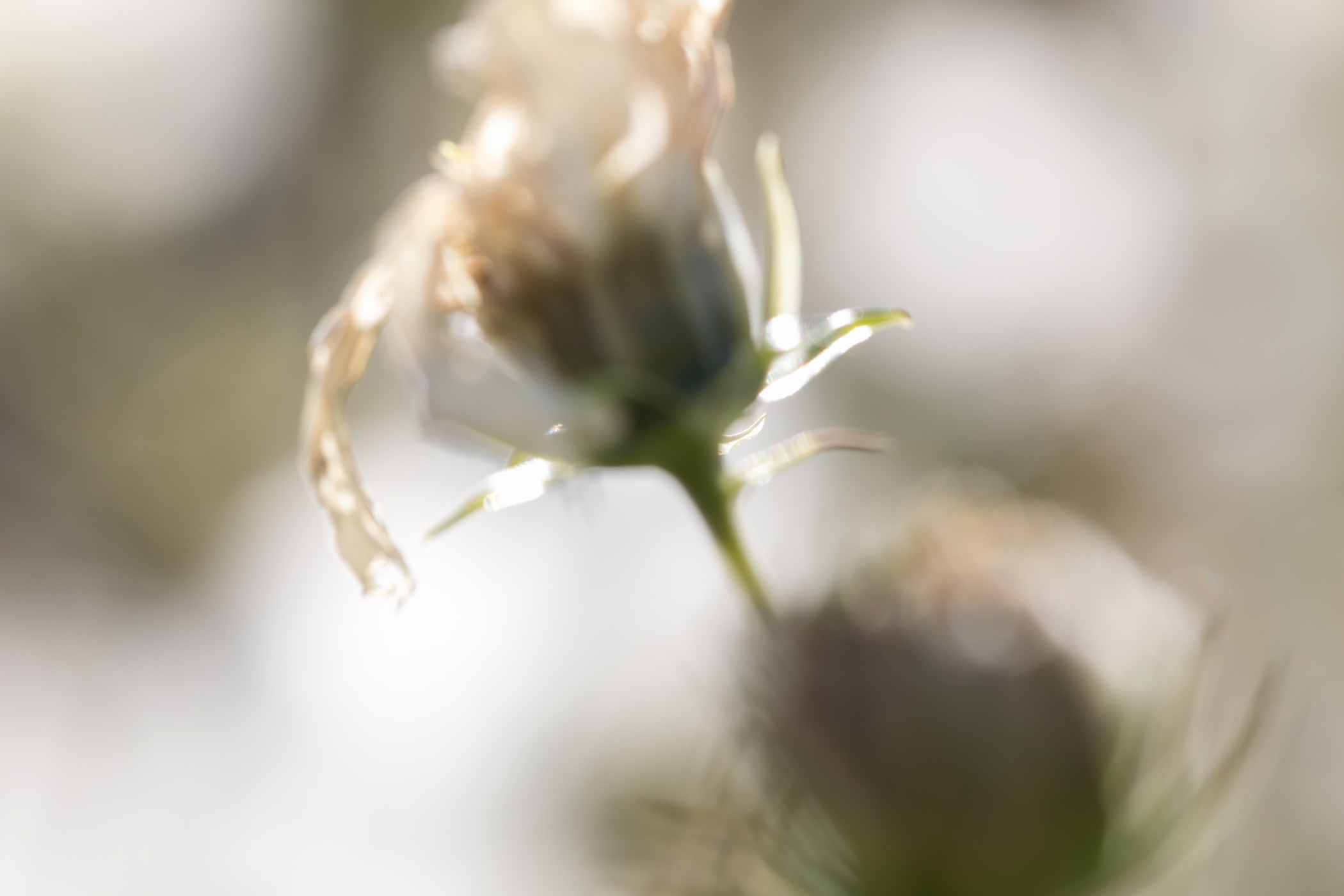 f:id:MAREOSIEV:20201115092003j:plain
