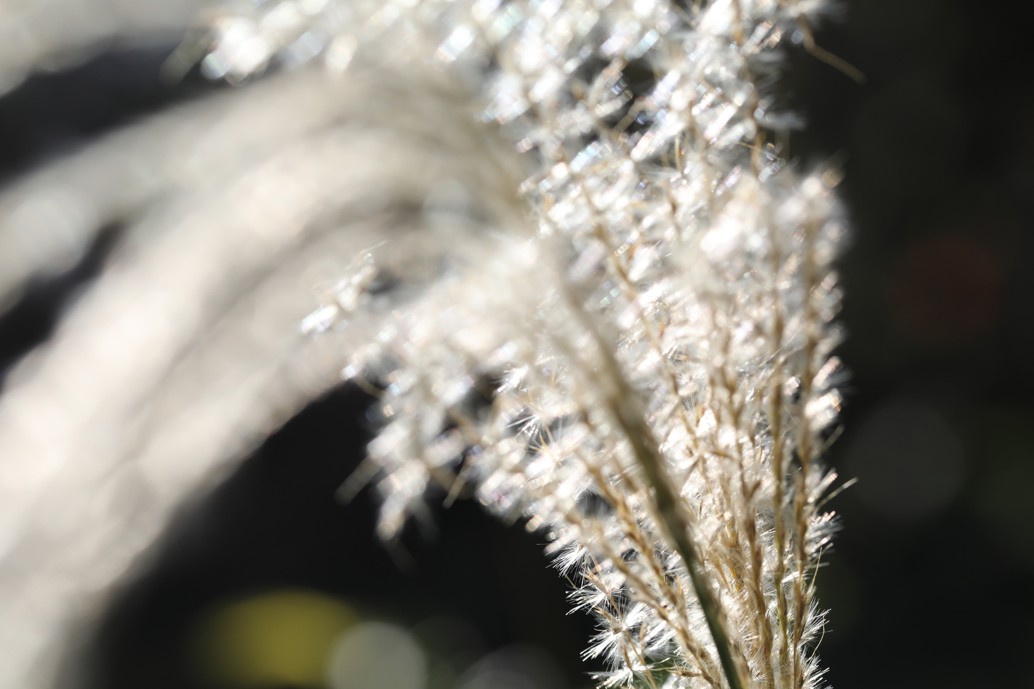 f:id:MAREOSIEV:20201115092354j:plain