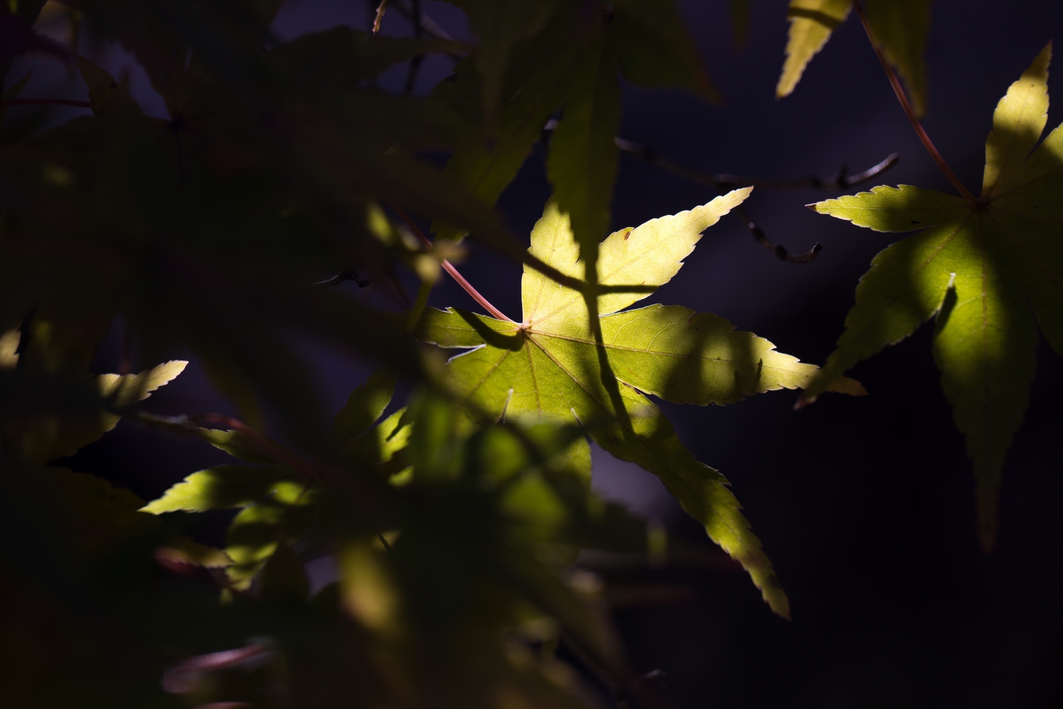 f:id:MAREOSIEV:20201115092542j:plain