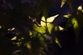 20201115092542