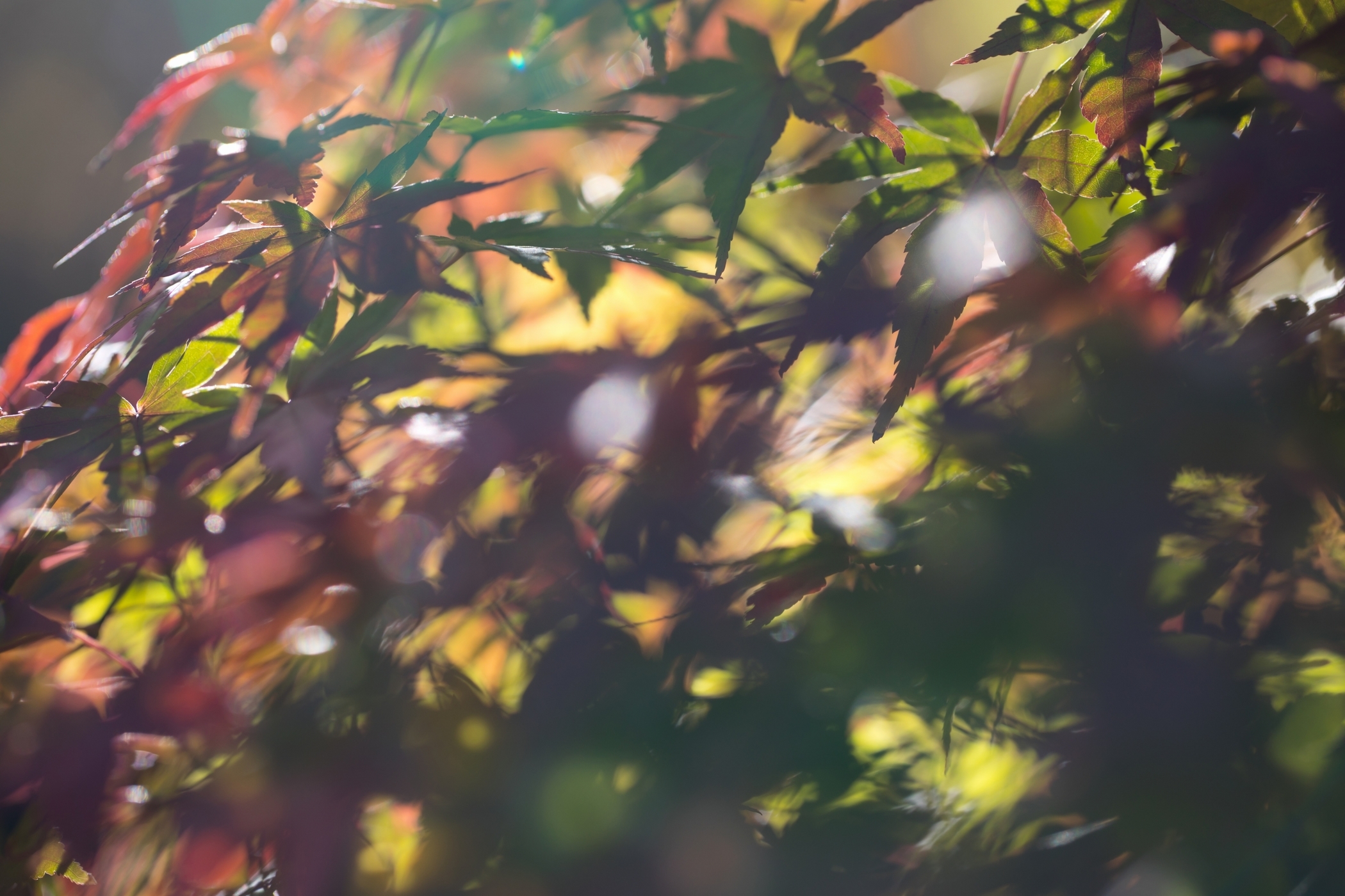 f:id:MAREOSIEV:20201115092554j:plain
