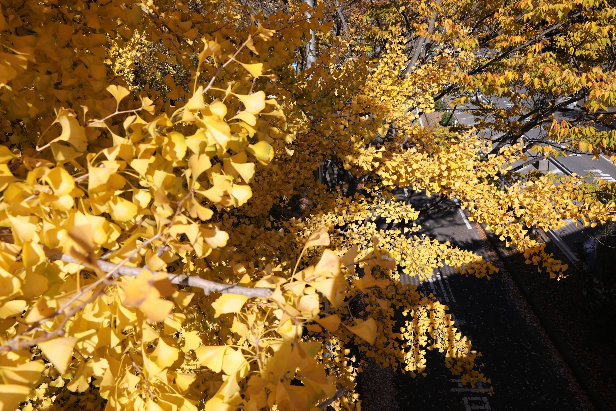 f:id:MAREOSIEV:20201115221022j:plain