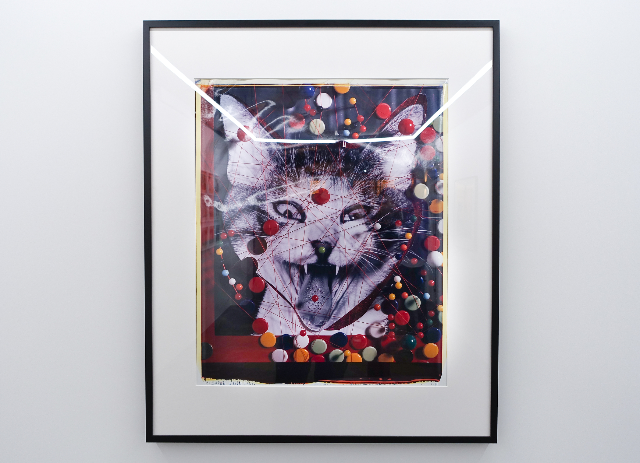 ビバ！サスケ 写真・深瀬昌久」 子猫の風景・キャットライフ別冊