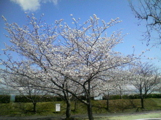 f:id:MAROON:20080331160611j:image:w160