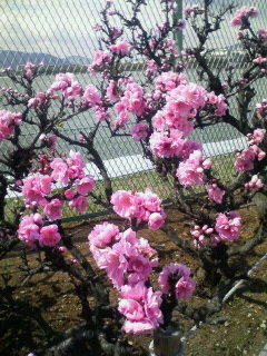 f:id:MAROON:20080331160737j:image:w120