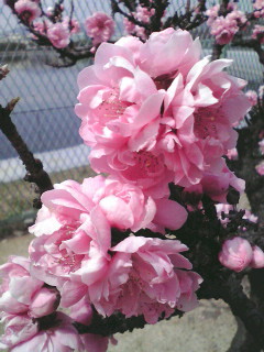 f:id:MAROON:20090401065946j:image:left:w120