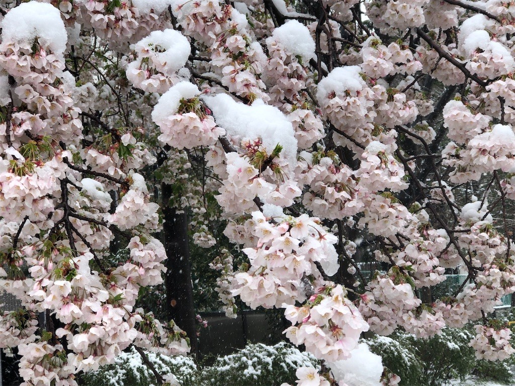 雪桜 - MARUHOPPEの日記