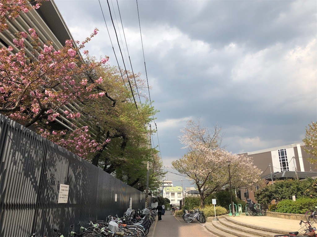 寂しい春 Maruhoppeの日記 寂しい春 Maruhoppeの日記