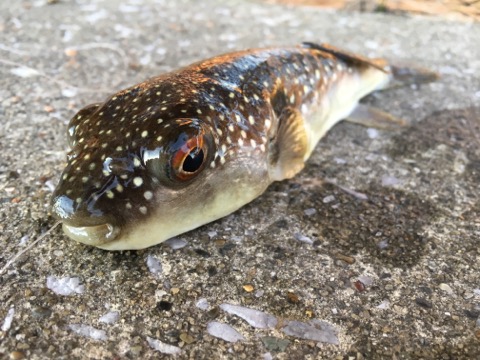 イメージ 8