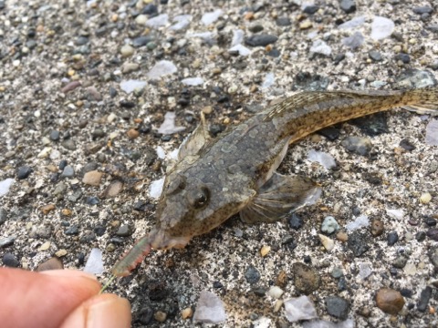 イメージ 4