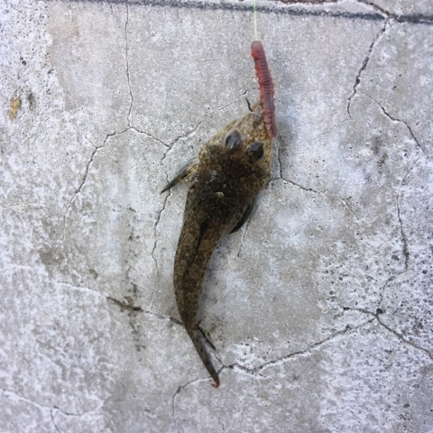 イメージ 6