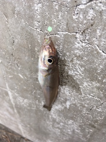 イメージ 8