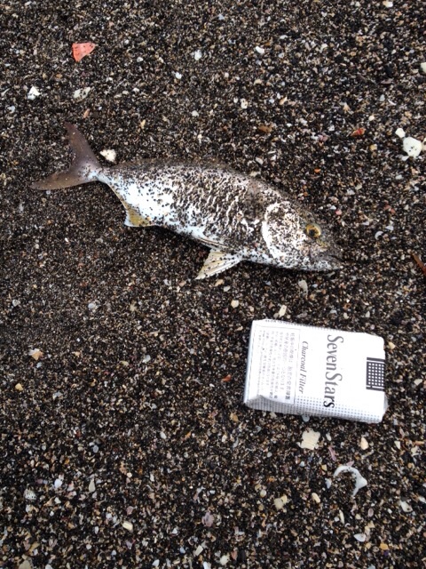 イメージ 6