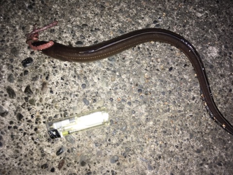 イメージ 5