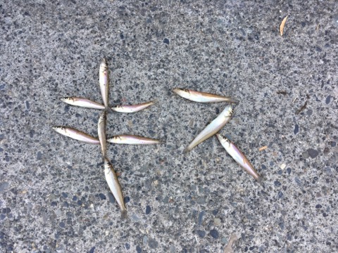 イメージ 7