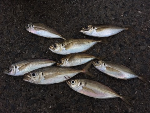イメージ 6