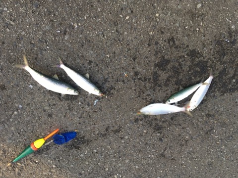 イメージ 5