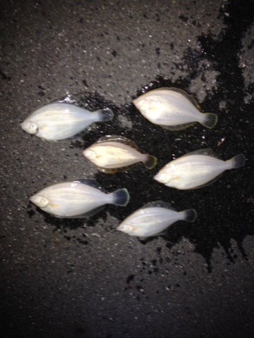 イメージ 6
