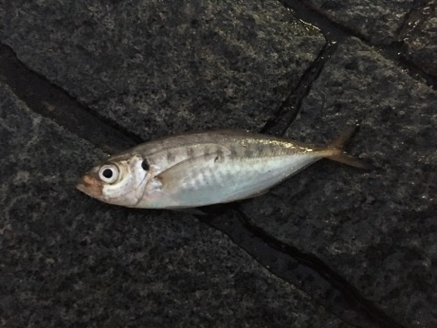 イメージ 5