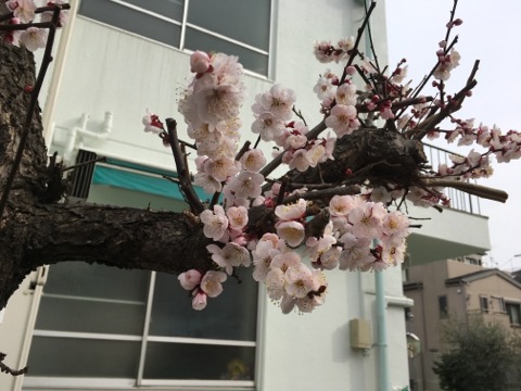 イメージ 6