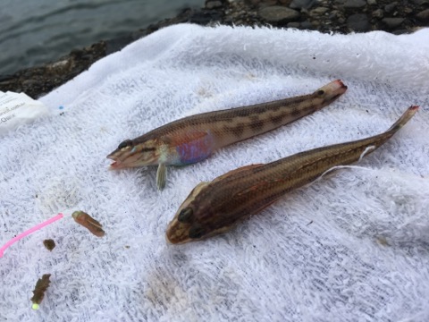 f:id:MCmamachari:20190729141050j:plain