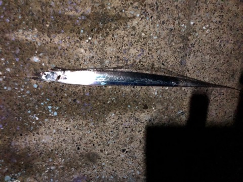 f:id:MCmamachari:20191105082740j:plain f:id:MCmamachari:20191105082740j:plain