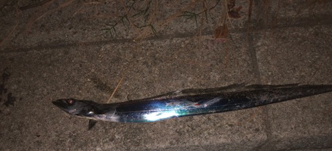 f:id:MCmamachari:20191105082756j:plain f:id:MCmamachari:20191105082756j:plain