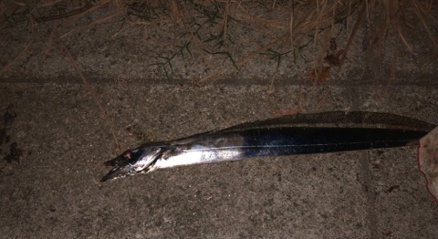 f:id:MCmamachari:20191105082839j:plain f:id:MCmamachari:20191105082839j:plain