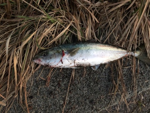 f:id:MCmamachari:20191105212841j:plain f:id:MCmamachari:20191105212841j:plain